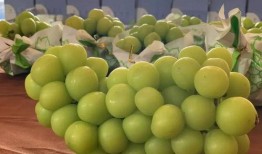 葡萄事件爆料最新消息,真相逐步浮出水面