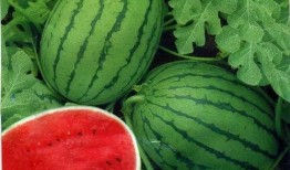 泰国西瓜最新爆料视频,揭秘视频背后的惊人真相！