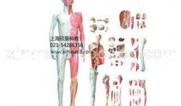 人体模型最新爆料网站,前沿科技与人体奥秘的碰撞