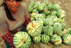 泰国西瓜最新爆料视频,揭秘视频背后的惊人真相！