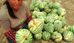 泰国西瓜最新爆料视频,揭秘视频背后的惊人真相！