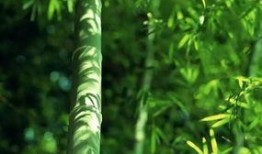 竹都美最新爆料,揭秘明星幕后故事与时尚潮流新动向