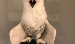 平安大爷最新爆料猫头鹰,猫头鹰生成背后的神秘力量