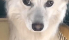 小坚强最新动态爆料,揭秘娱乐圈幕后真相