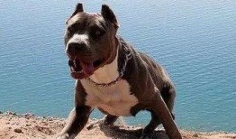 比特猛犬爆料视频大全最新,揭秘猛犬世界里的真实一面