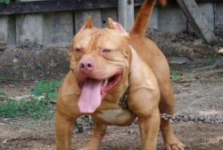 比特猛犬爆料视频大全最新,揭秘猛犬世界里的真实一面