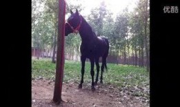 马黑爆料最新视频在线观看,精彩内容抢先看！