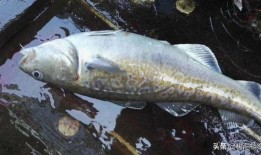 鳕鱼最新爆料新闻视频播放,揭秘视频背后的惊人真相